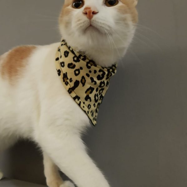 Bandana para gato