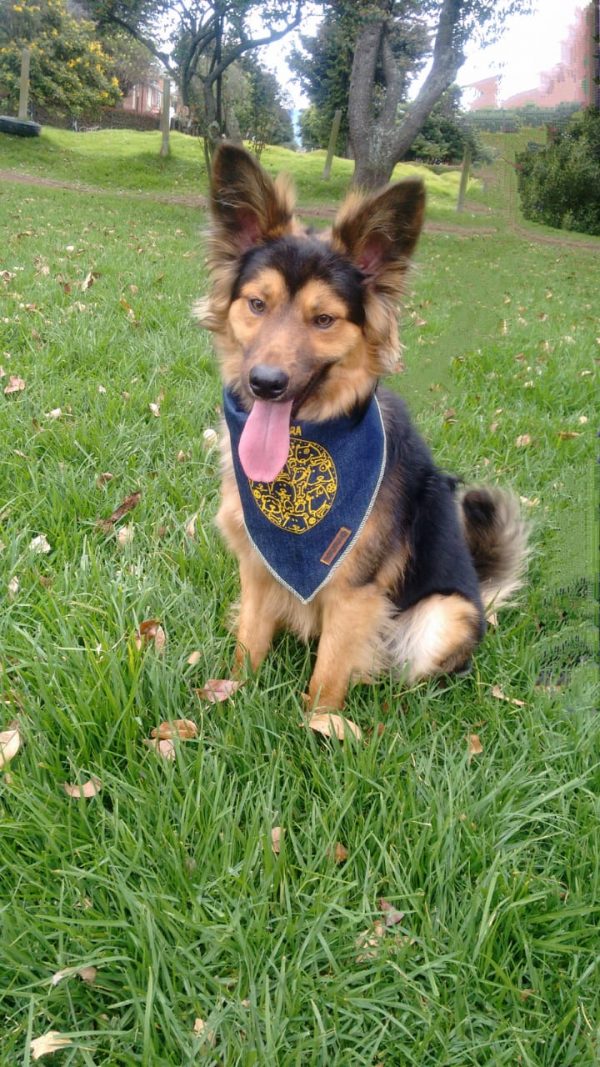 Bandana para perro - Imagen 2