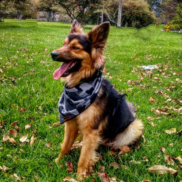 Bandana para perro - Imagen 6