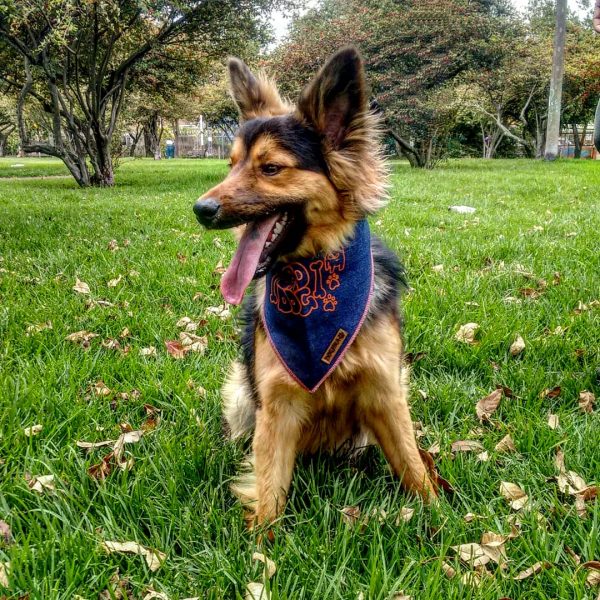 Bandana para perro - Imagen 8