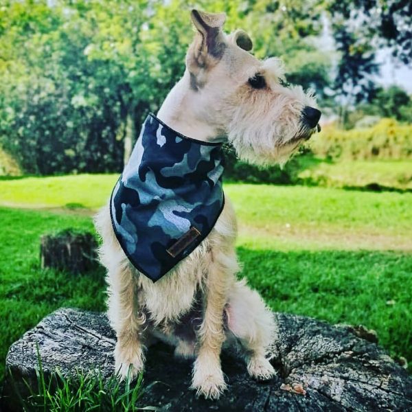 Bandana para perro - Imagen 3