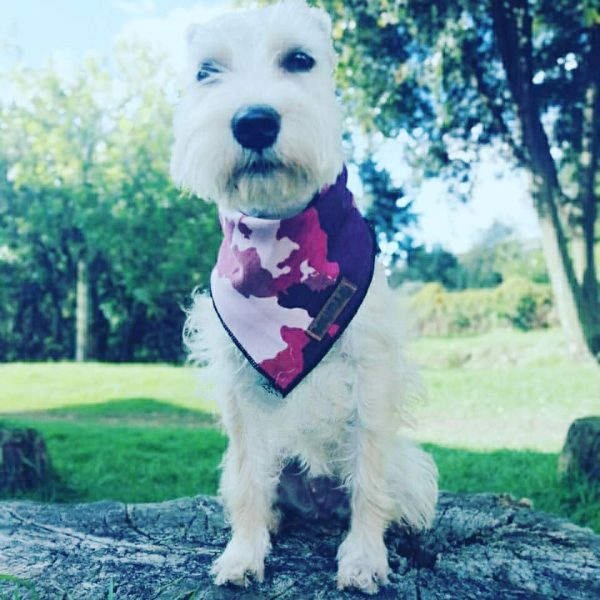 Bandana para perro - Imagen 7