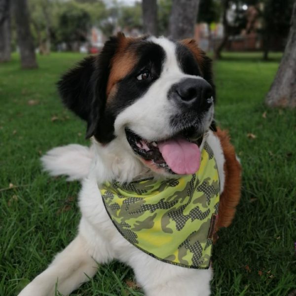 Bandana para perro