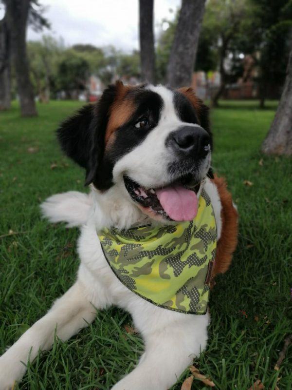 Bandana para perro