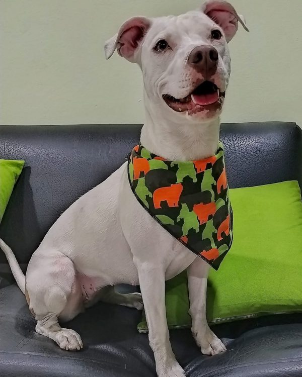 Bandana para perro - Imagen 4