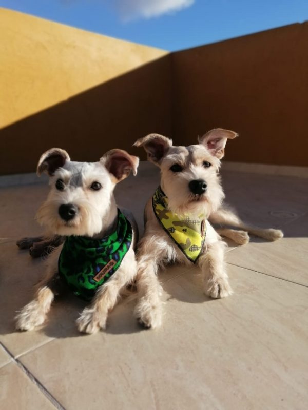 Bandana para perro - Imagen 5