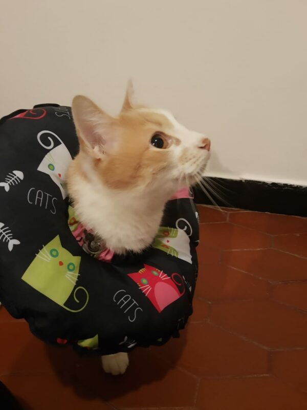 Dona Isabelina - Imagen 2