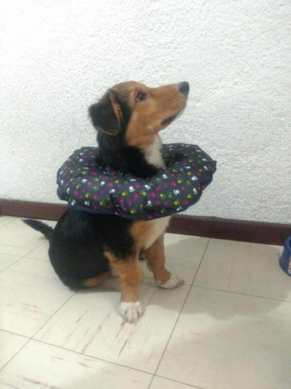Dona Isabelina